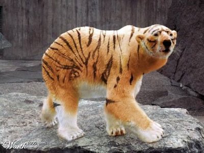 Cloning Gone Wrong (22) Tiger Bear
